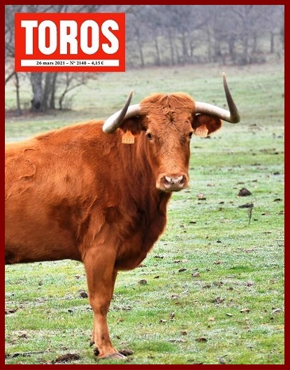 toros24h