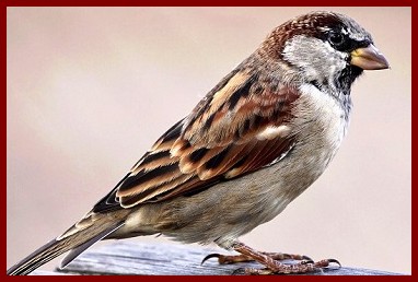 moineau07ph
