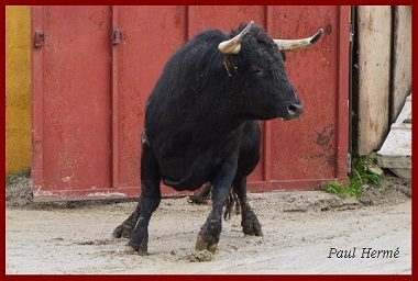 ms galo2a